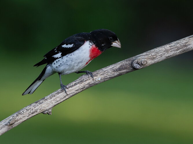 Rose Breasted Grosbeak
