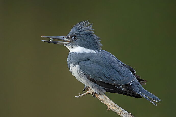 Belted Kingfisher 150