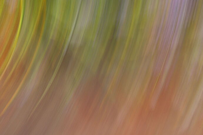 ICM - Grape Hyacinth.jpg