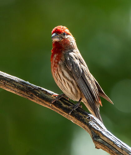 HOUSEFINCH.jpg
