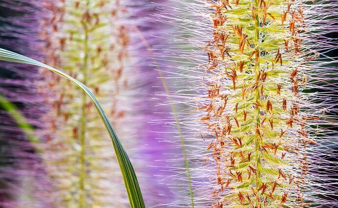 Grass Inflorescence