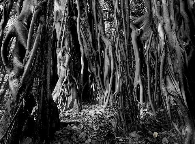 _B8A0510-172-Enhanced-NR-2