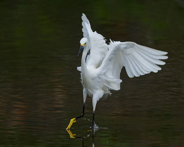 DSC_4204_DxO.jpg
