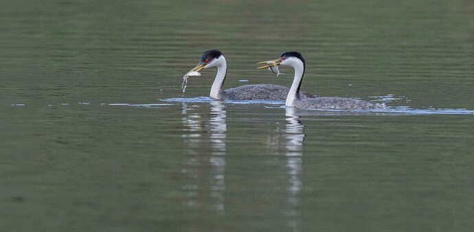 2 grebes with fish copy