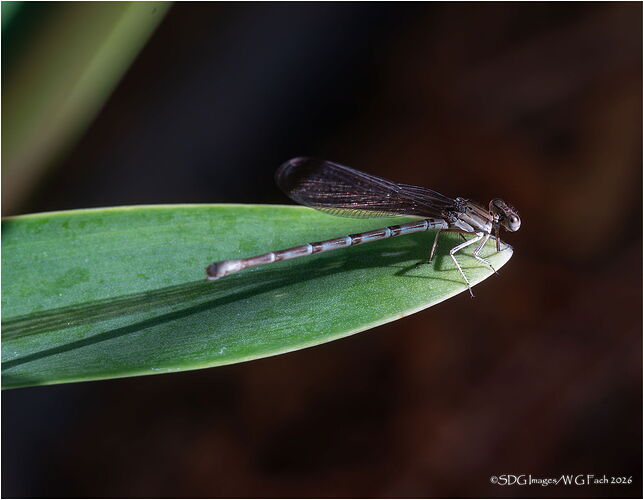 On-Your-Mark-Crop-23906-DxO-A7r3-26