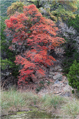 Lost-Maple-44782A7r3-25.jpg