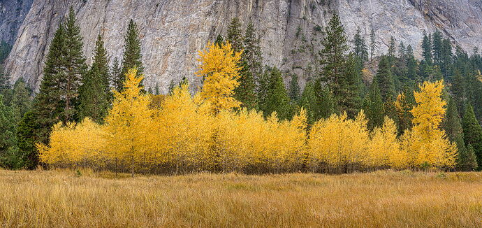 cottonwoods 2020 Nov (2).jpg