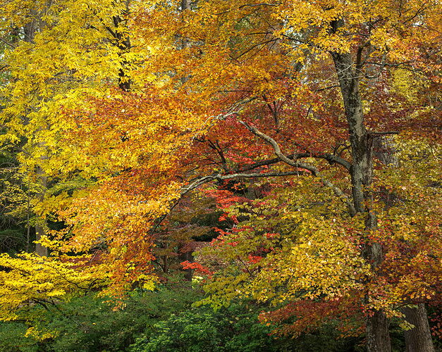 Fall Surprise