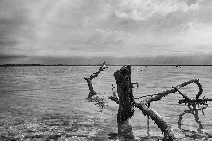 last_mangrove.jpg