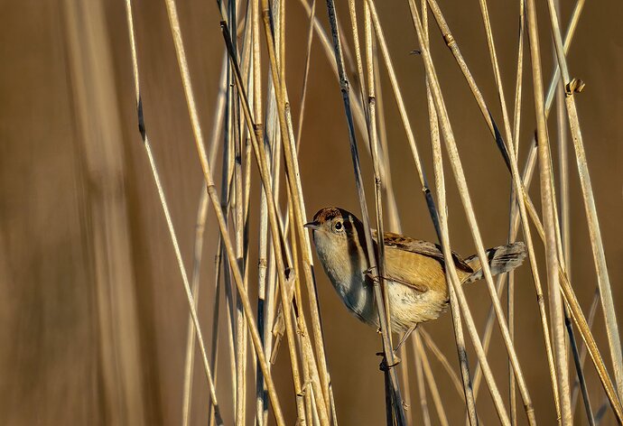 Marsh-Wren-3-copy-a