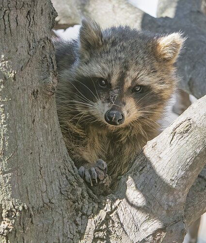 Raccoon