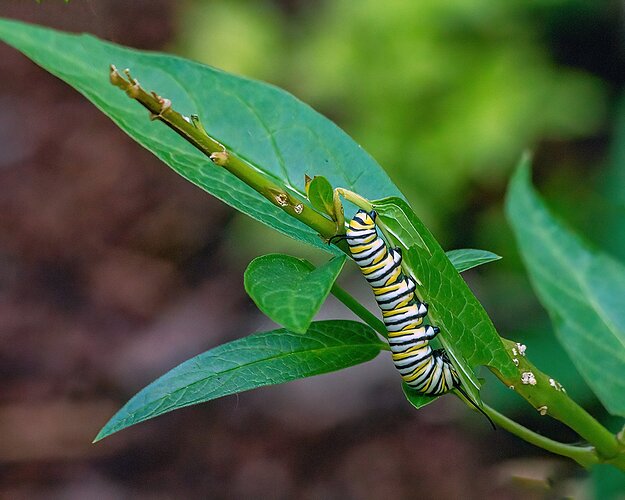 _MG_9302-Monarch Caterpillar