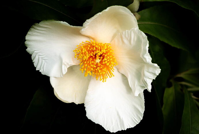 white flower.jpg