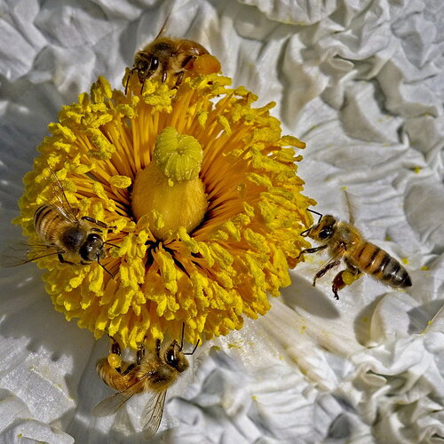 Caroline Park Pollen Club.jpg