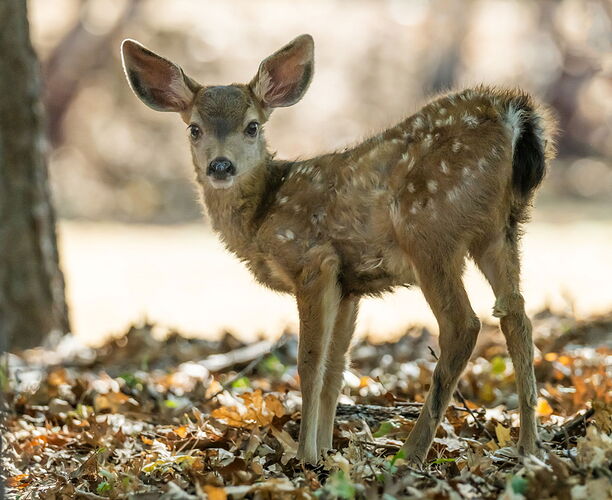 BAMBI.jpg