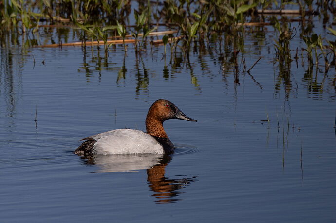 Canvasback-male-NPN