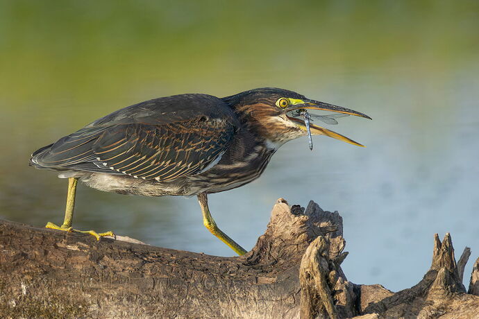 Green Heron 87.jpg
