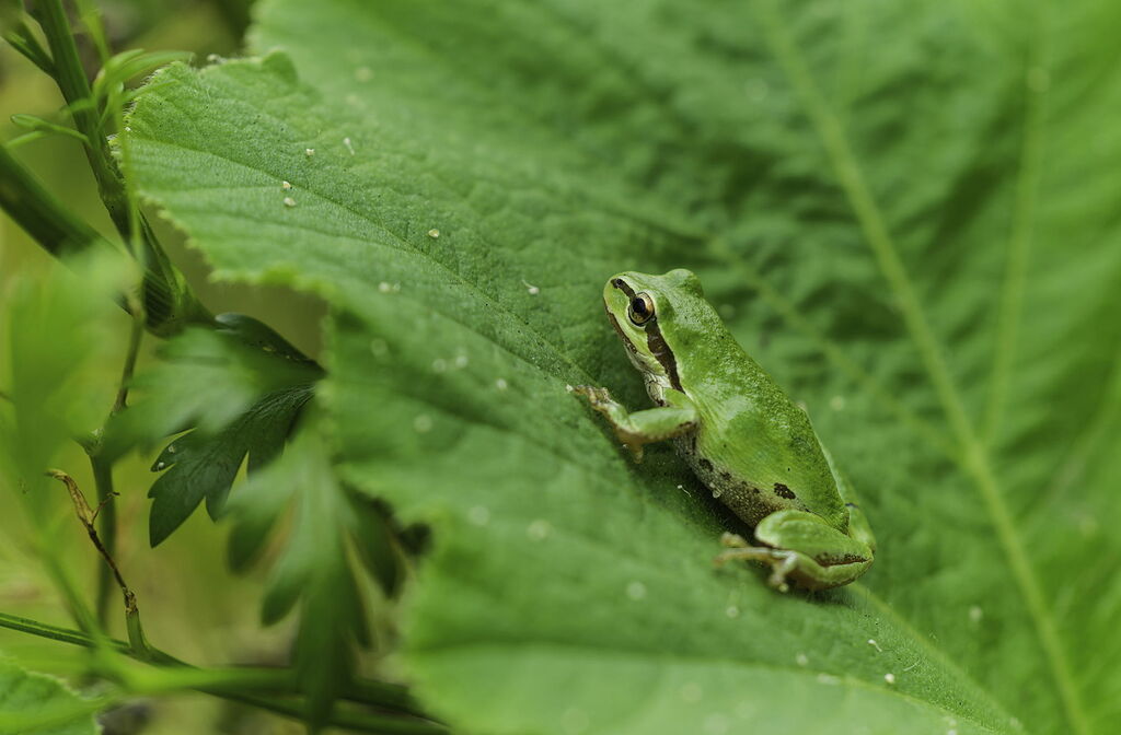 Frog pollinator - Weekly Challenge - Nature Photographers Network