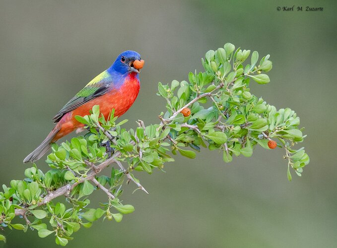 Painted Bunting Cherry Picking