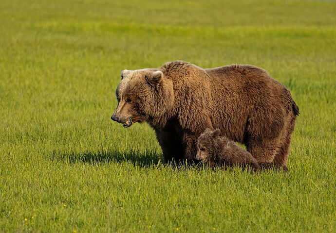 GrazingWithMom.jpg