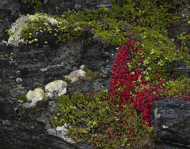 Original - Fall Color Lapland2.jpg