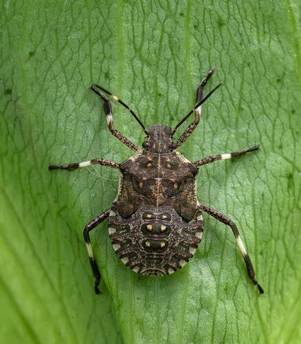 BMStinkbug.jpg