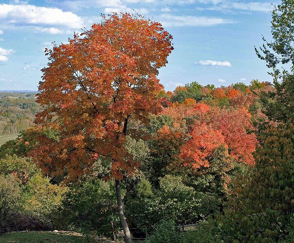 Ash,-Fall-Colors-1 copy