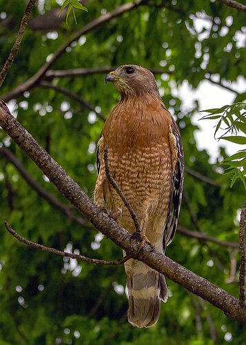 Red-shouldered Hawk