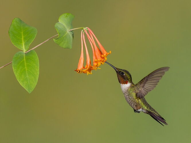 Ruby-throated Hummingbird 103.jpg