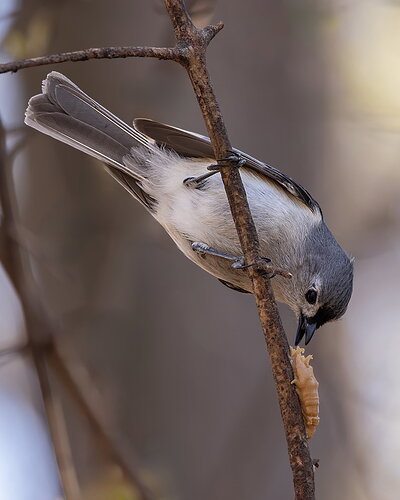 Tufted Titmouse3-NPN.jpg