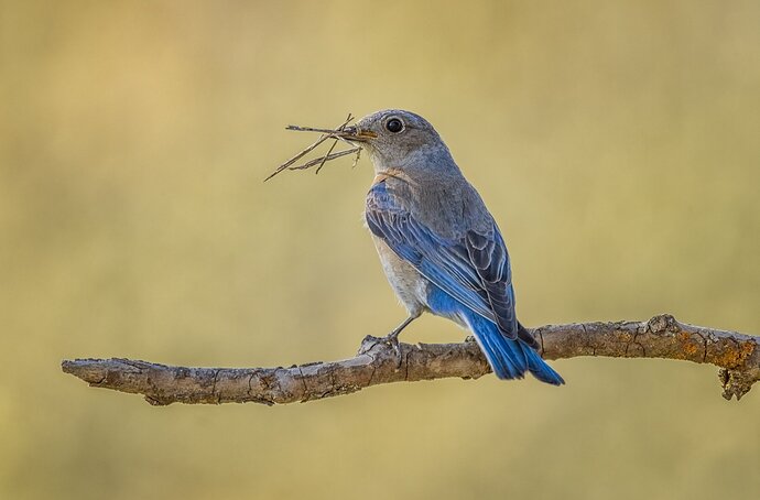 The Bluebird in different light