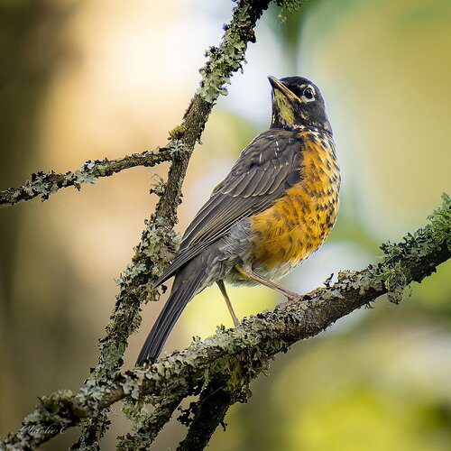Robin_DM