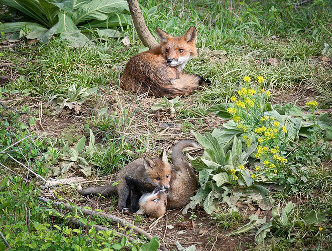 Fox and playful Kits