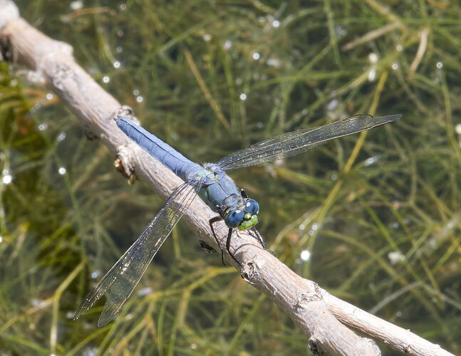 P6041271-001 Cropped.jpg