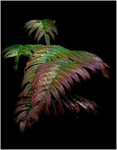 Kiokio, palm-leaf fern (Blechnum sp.)