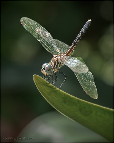 Original - Bright-Eyed-79974A7r3-26.jpg