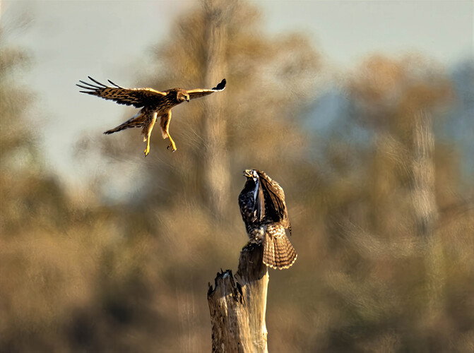 2 hawks 1-gigapixel-scale-2_00x.jpg