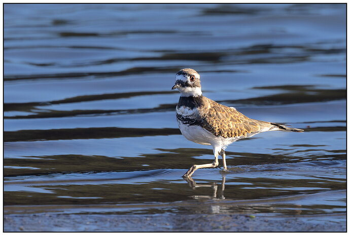 Original - Killdeer-NPN.jpg
