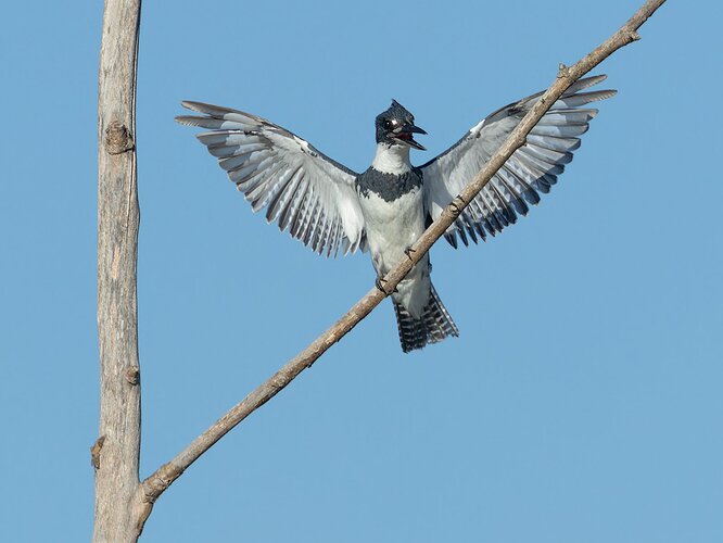 Belted Kingfisher 49