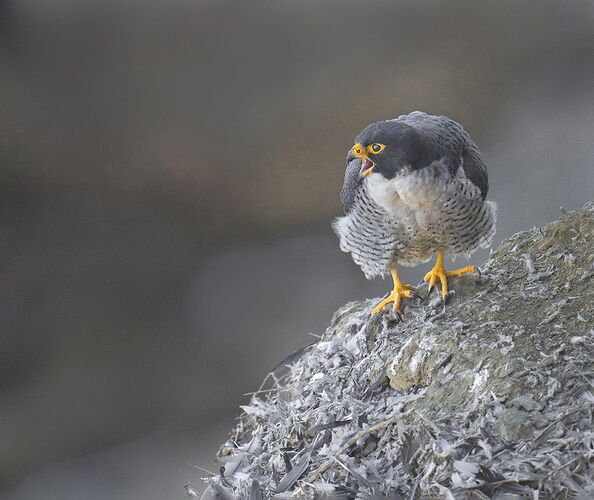 2nd-peregrin1-Edit-Edit-2 copy 2.jpg