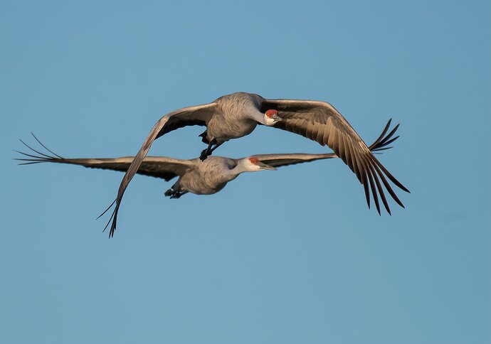 whoopers