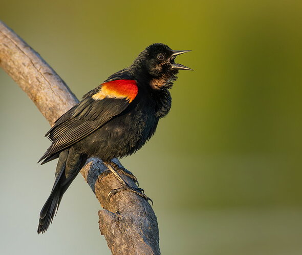 Red-winged Blackbird