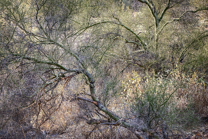 Palo verde trees 3c color-