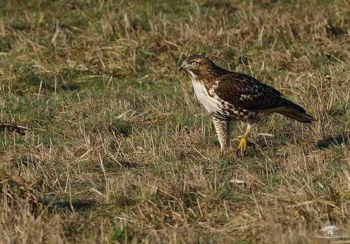 Red-tailed Hawk Hunting