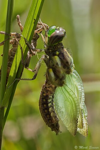 Common Whitetail- Metamorphosis #2