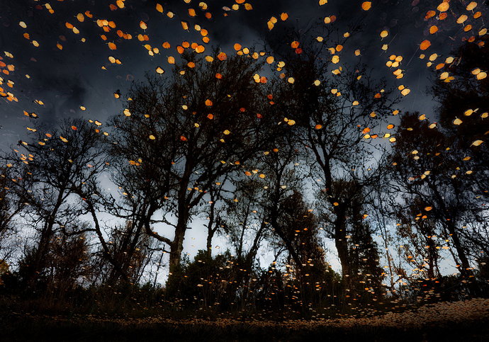 Original - autumn leaves.jpg