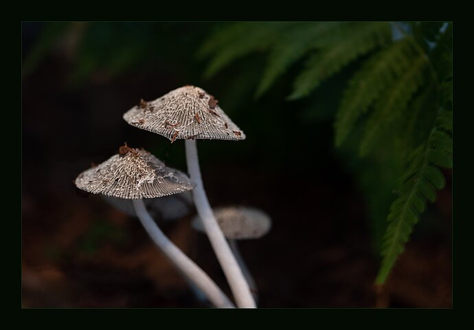 pleatedinkcap-DSC_2332