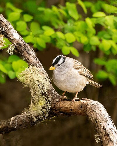 White-crowned Sparrow-4417-Edit.jpg