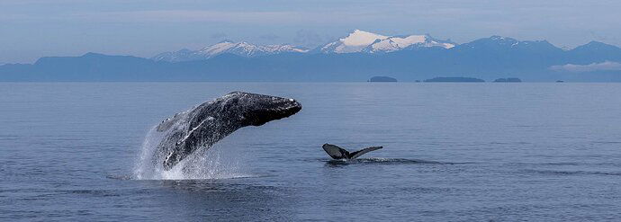 RSandor_2023_07_20_0708Breaching Whale_.jpg