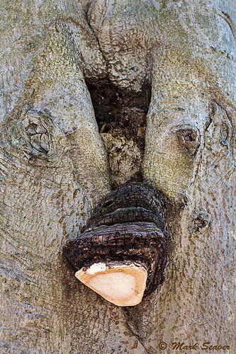 Smell worse than bark